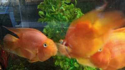 Ichiban Asian Cuisine