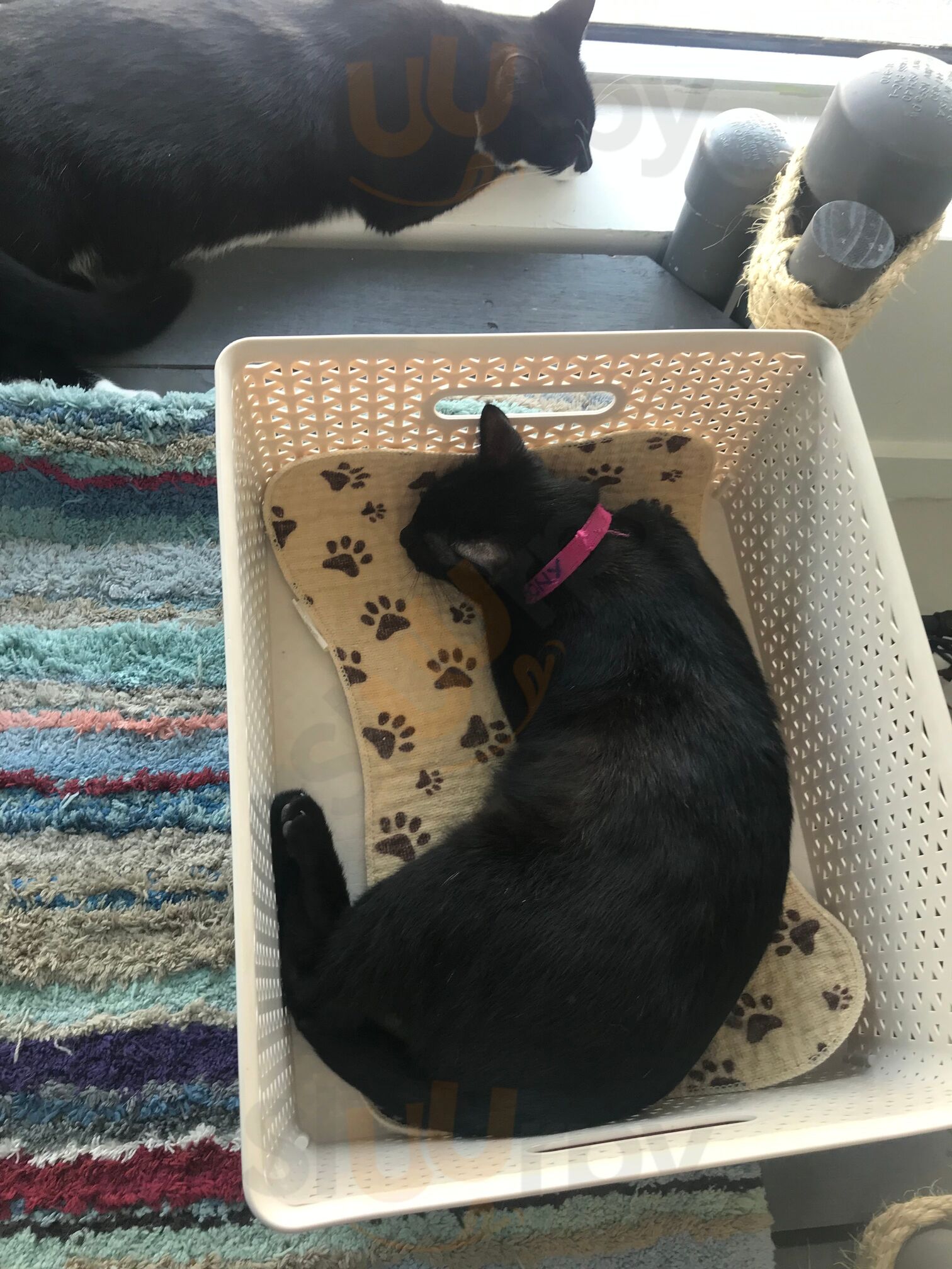 The Cat Cafe South Beach