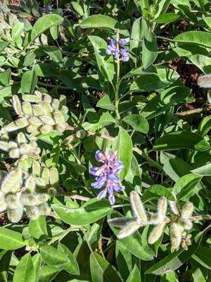 Blu Reef Bar & Grille