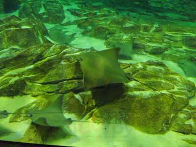 Orange Blossom Catering