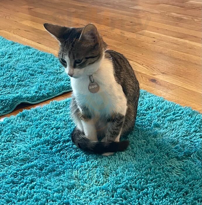 Crooked Tail Cat Cafe