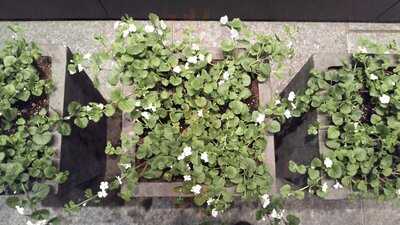 Heirloom - New Haven