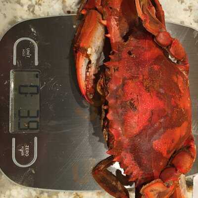 Harbour House Crabs