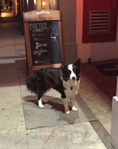 Foxtail Kitchen & Bar