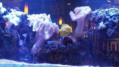 Siam Lotus Asian Kitchen & Bar