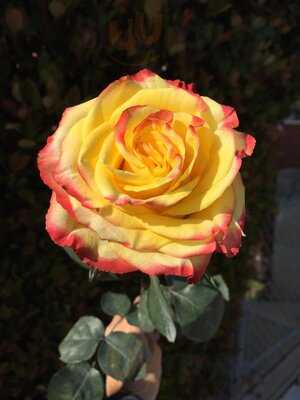 A Secret Garden Florist