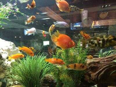 Cheddar's Scratch Kitchen