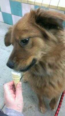 Andy's Frozen Custard (columbia South)