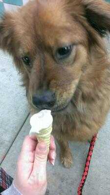 Andy's Frozen Custard (columbia South)