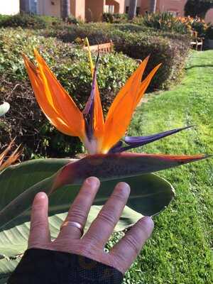 Karl Strauss Brewing Company