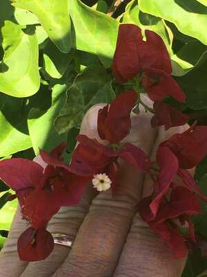 Karl Strauss Brewing Company