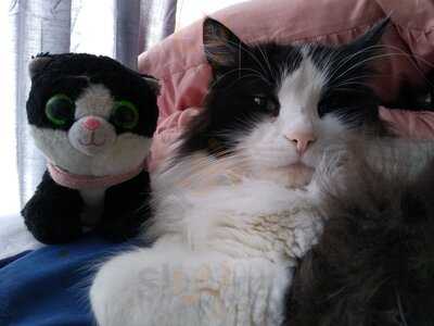 Panda Express Chinese Kitchen