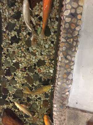 Amber Buffet & Hibachi