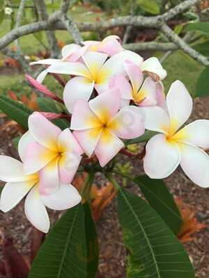 Pirate's Loft Restaurant