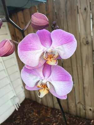 Pirate's Loft Restaurant