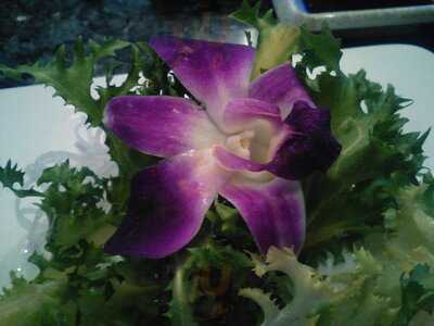 Fujiyama Japanese Steak House And Sushi Lounge