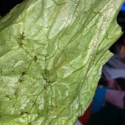 East Coast Wings & Grill