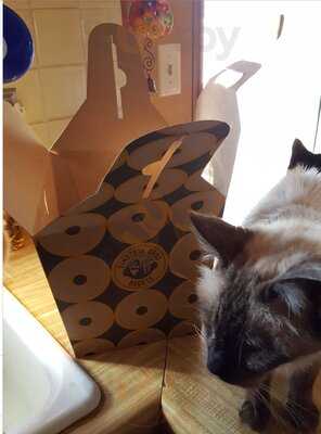 Einstein Bros. Bagels