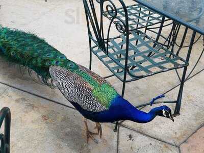 The Peacock Cafe