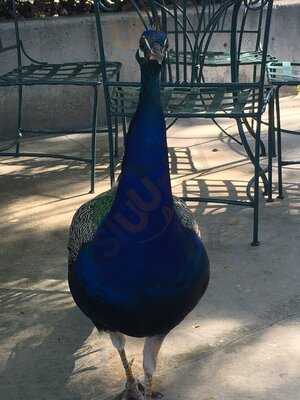 The Peacock Cafe