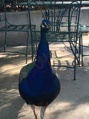 The Peacock Cafe