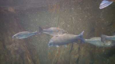 Sue's Country Kitchen