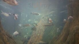 Sue's Country Kitchen