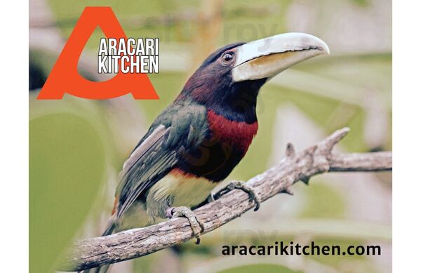 Aracari Kitchen