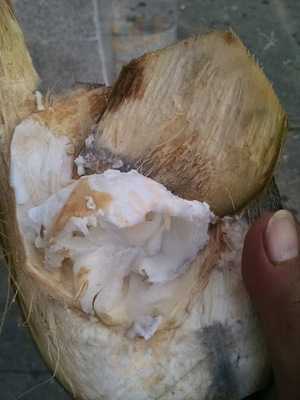 Original Pickin Chicken