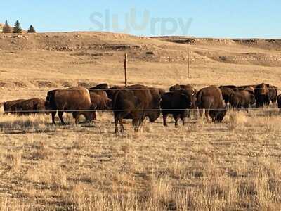 Terry Bison Ranch