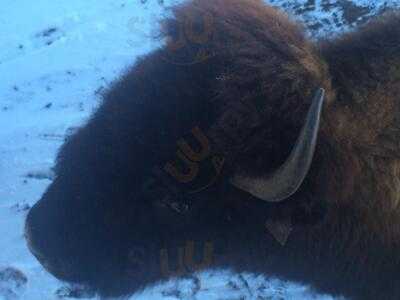Terry Bison Ranch