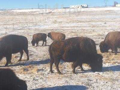 Terry Bison Ranch