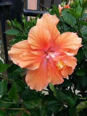 Al's Cafe & Creamery