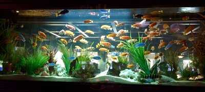 Cheddar's Scratch Kitchen