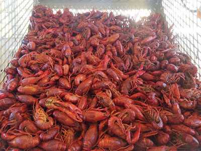 Hotheads Crawfish