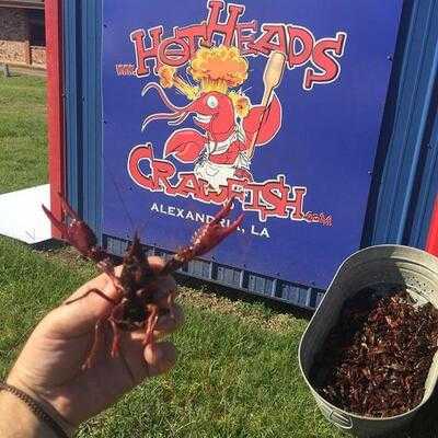Hotheads Crawfish
