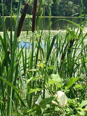 The Charles River Coffee House