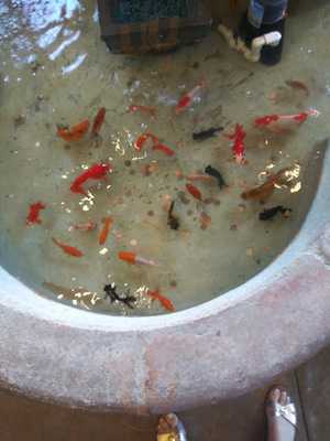 Roy's Mexican American Cuisine