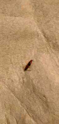 Shogun Japanese Steakhouse