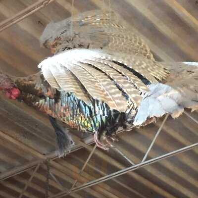 Java Ranch Espresso Bar & Cafe