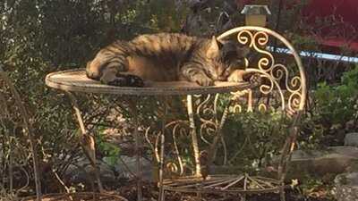 Austin Street Java & Gelato Haus