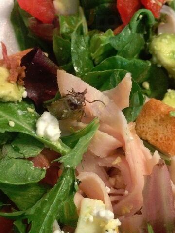 Schlotzsky's