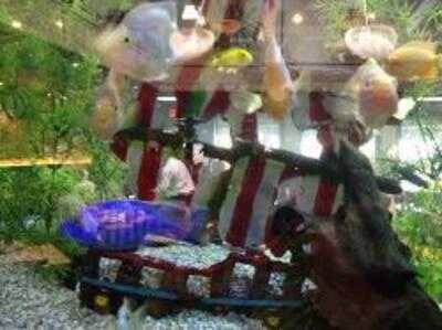 Cheddar's Scratch Kitchen