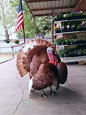Three Chicks Feed, Seed And Cafe