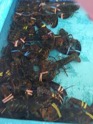 Wells Beach Lobster Pound