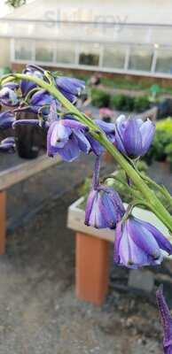 Randall's Farm And Greenhouse