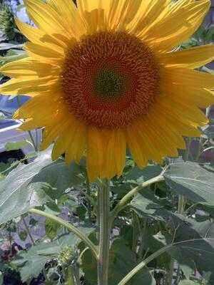 Randall's Farm And Greenhouse