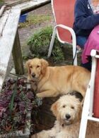 B D Bean's Coffee Co.