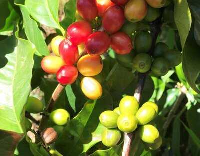 J B Peel Coffee & Tea