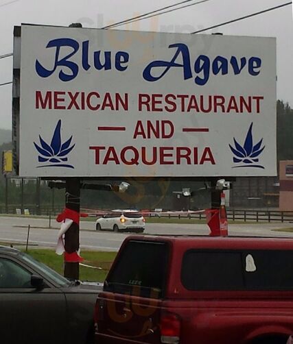 Blue Agave